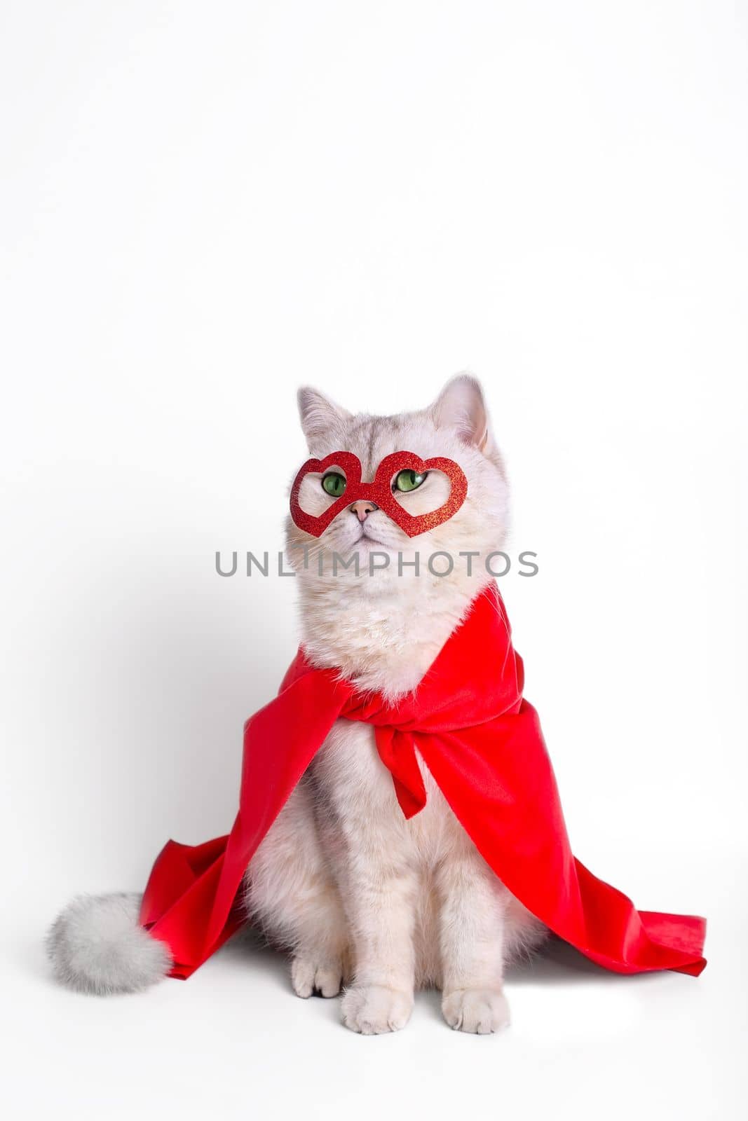 adorable white cat with green eyes, sits on white background, in a red mask in the form of hearts and a red cape. Close up. Vertical. Copy space