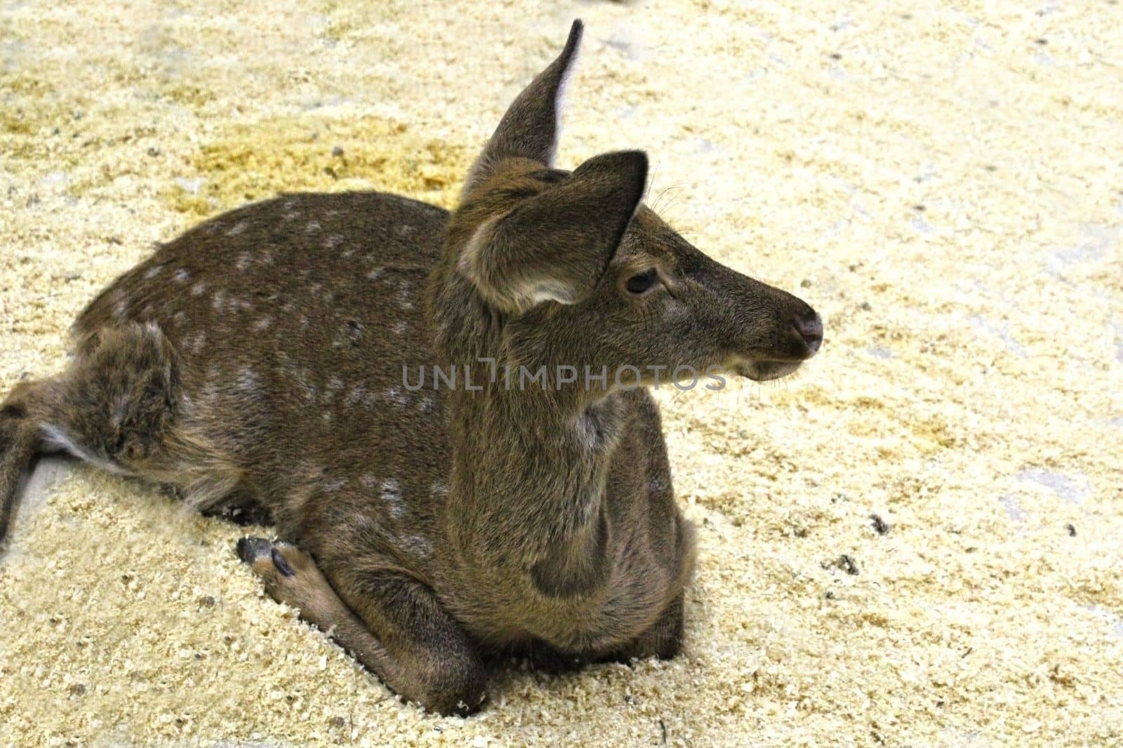 A young female sika deer lies with her head turned away on sawdust in an enclosure. Defocus.