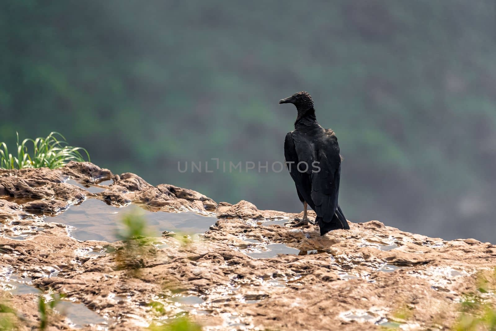 condor sitting on a rock in nature.