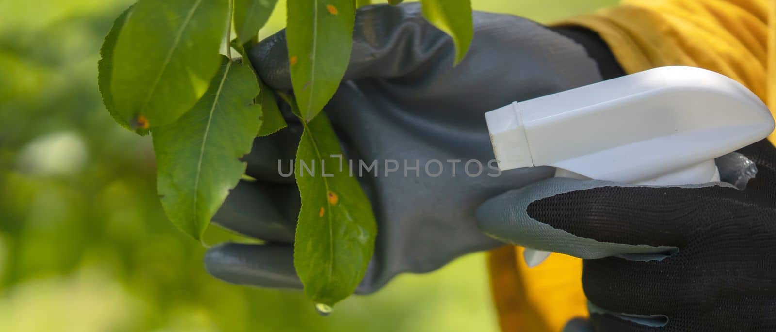 A girl sprays plants against disease, pesticide treatment..A gloved hand treats the leaves with pesticides to cure the illness, close up.