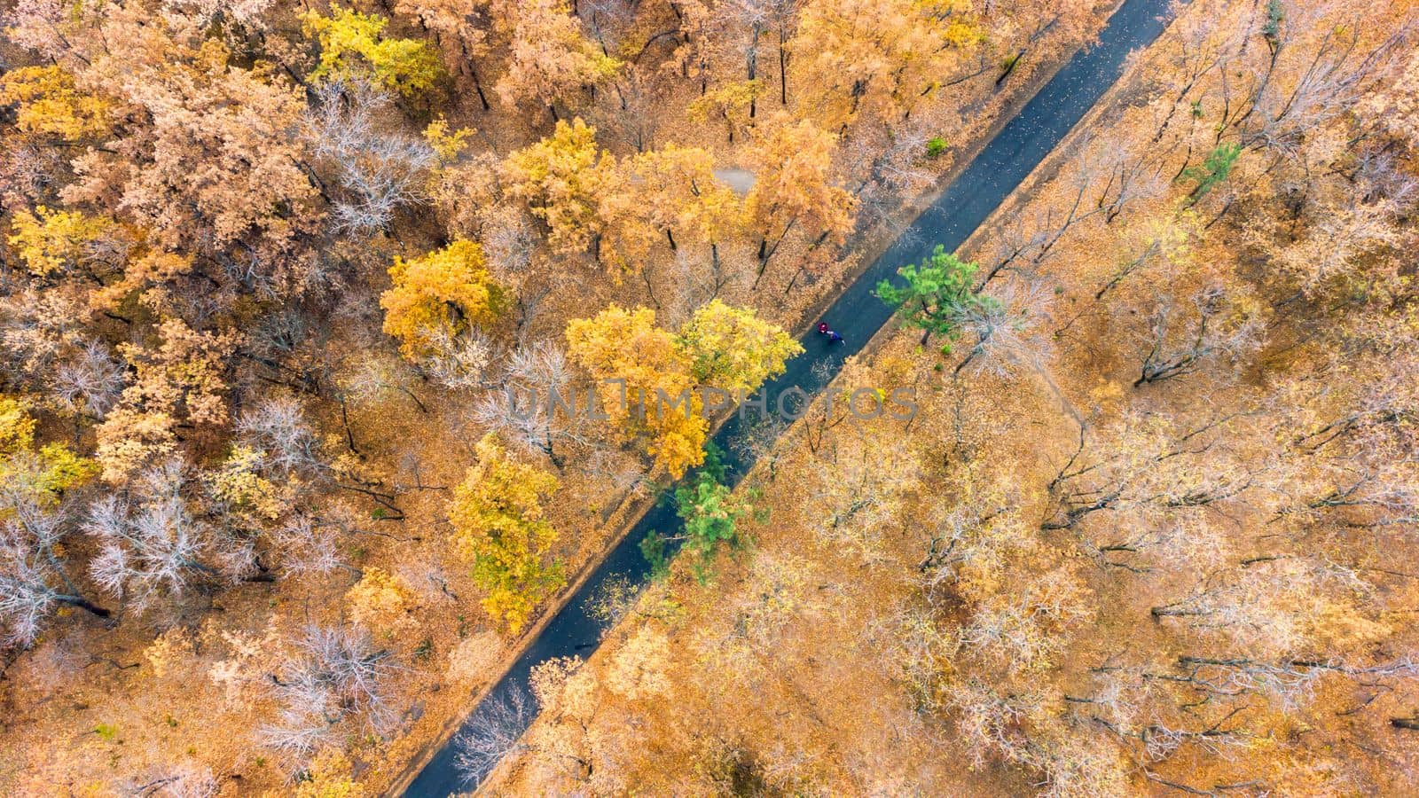 Aerial view of autumn park trees. Top view of deciduous woodland from drone pov. Download image by igor010
