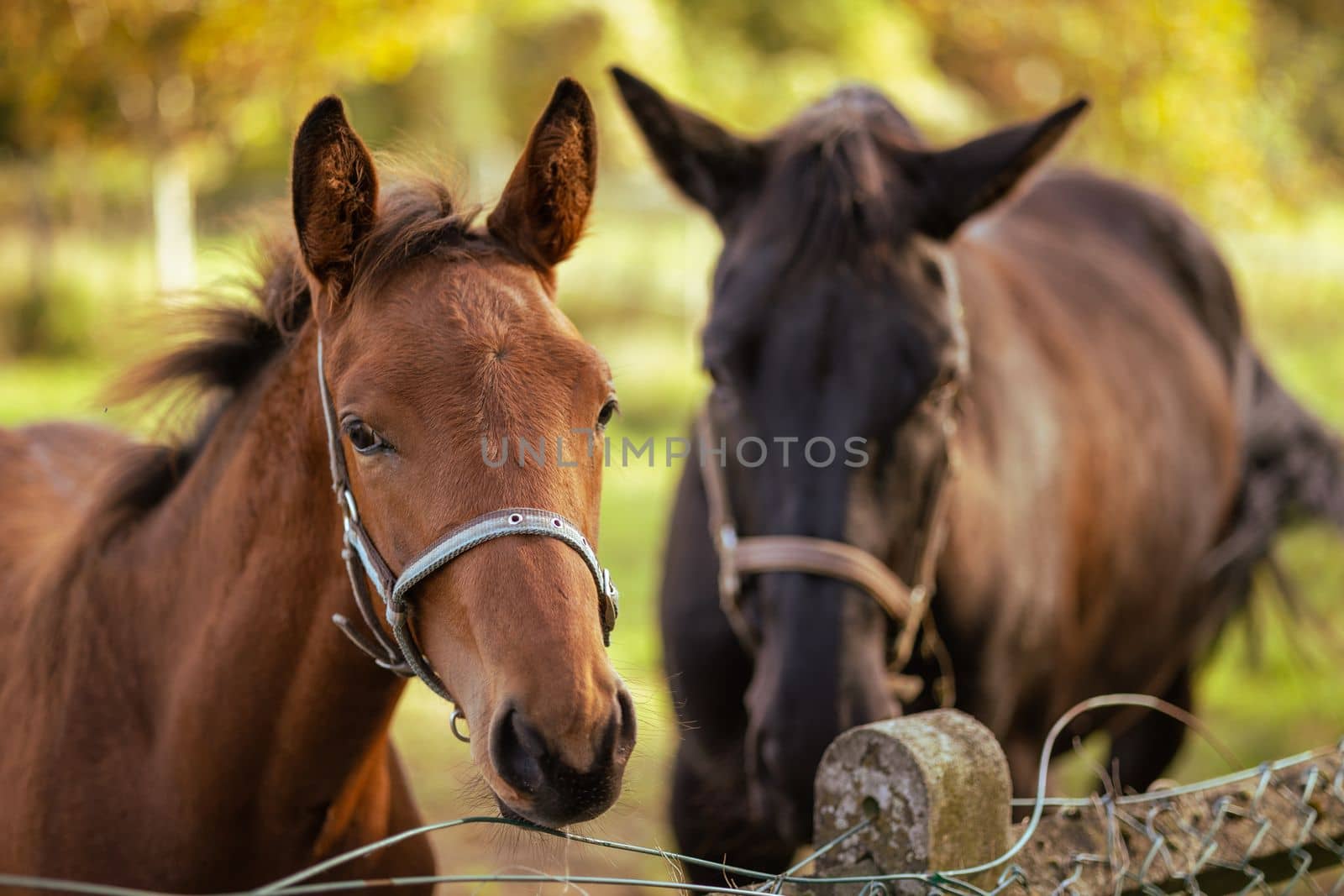 Mare and her beautiful foal. Horse with foal. Horse close-up photo