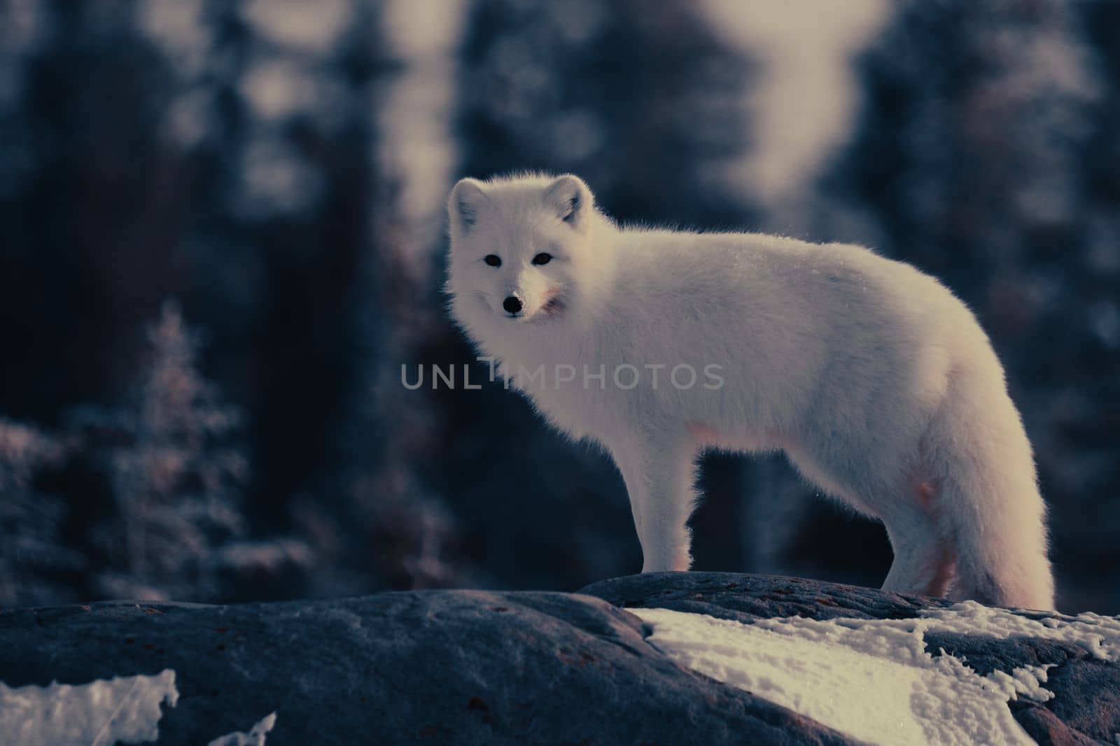 Arctic fox or Vulpes Lagopus in white winter coat with trees in the background looking at the camera by Granchinho