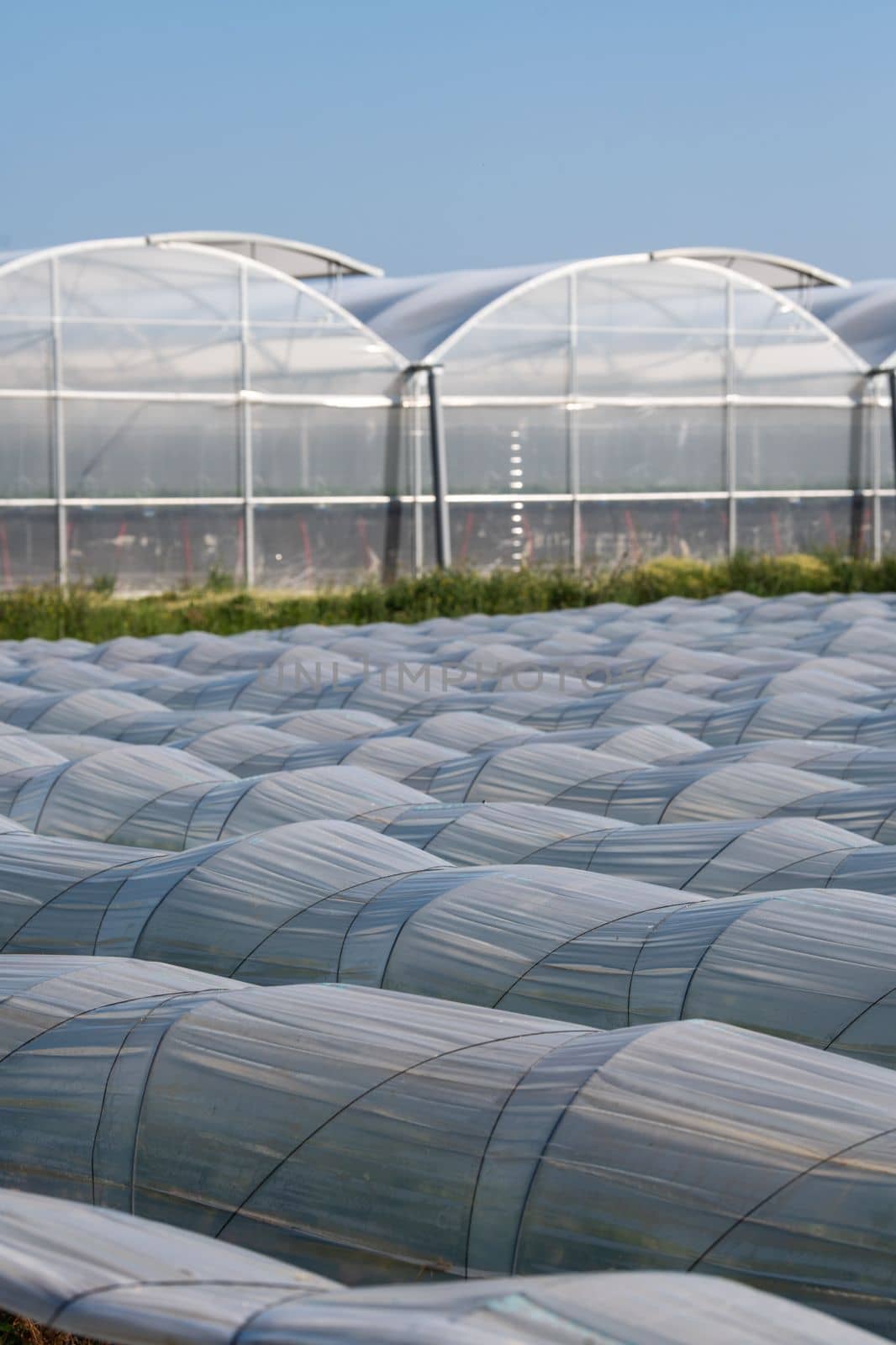 Farm plantation covered under agricultural plastic film tunnel rows, Create a greenhouse effect, Growing food, protecting plants from frost and wind, High quality 4k footage