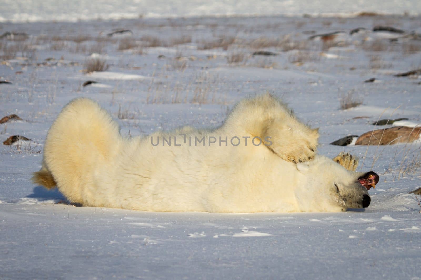 A polar bear rolling around in the snow with legs in the air while yawning or growling, near Churchill, Manitoba Canada