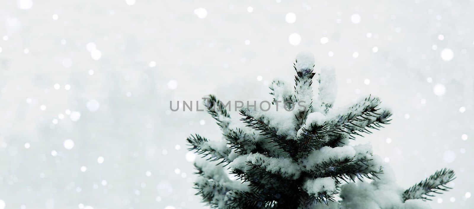 Festive, winter background. A natural Christmas tree in the snow in a snowfall. Copy space. Falling snowflakes. Snow is lying on the branches of a tree. New Year, Christmas, background.