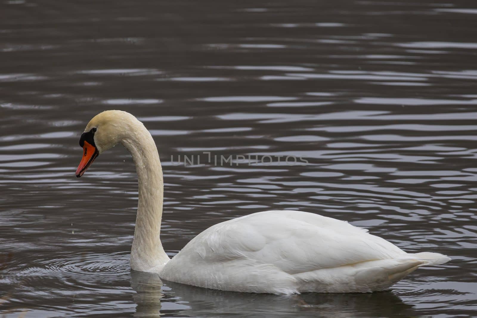 Beautiful white swam swimming in the pond. Portrait of a beautiful swan