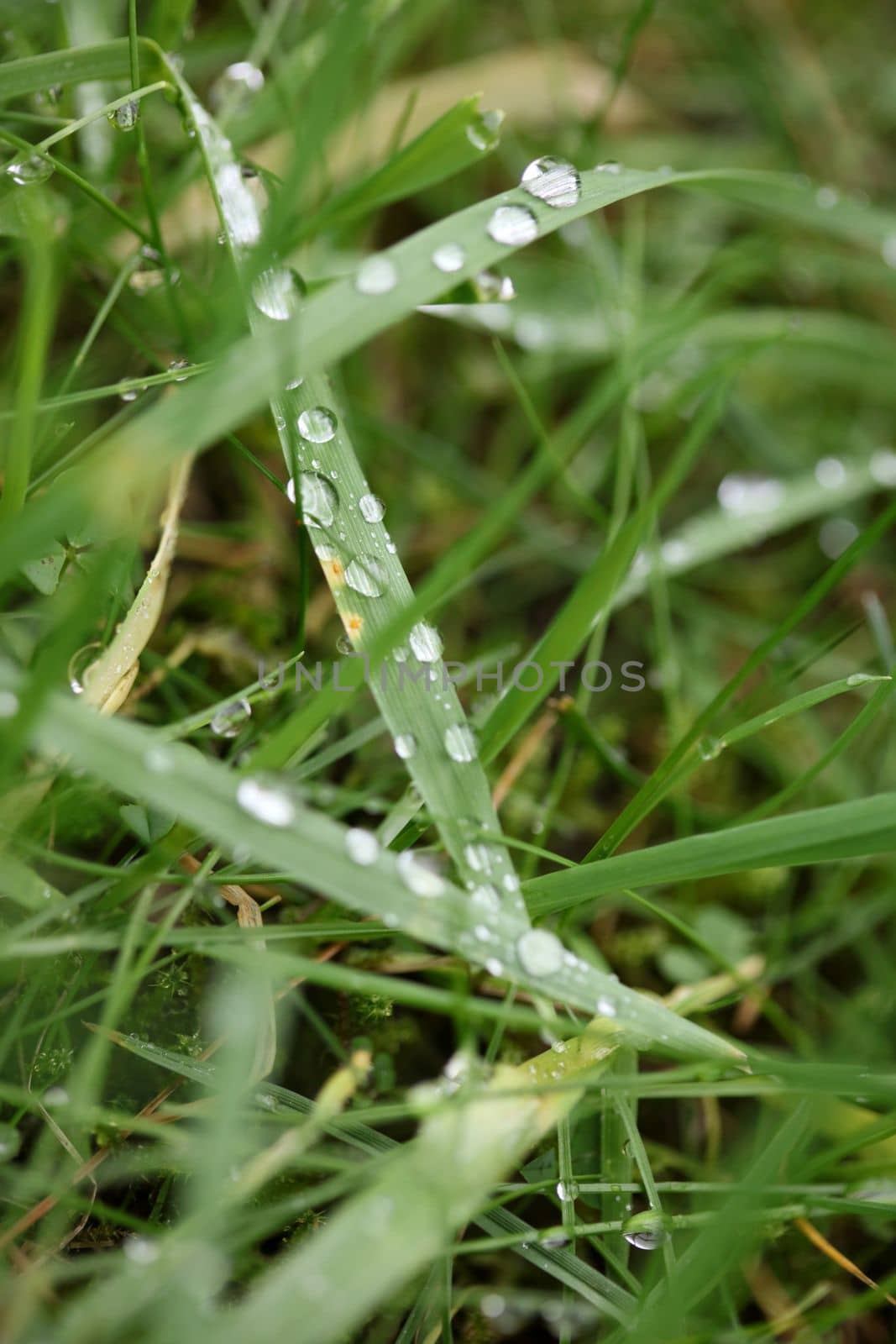 Winter rain droplets in grass leaves background close up nature exploration big size high quality prints