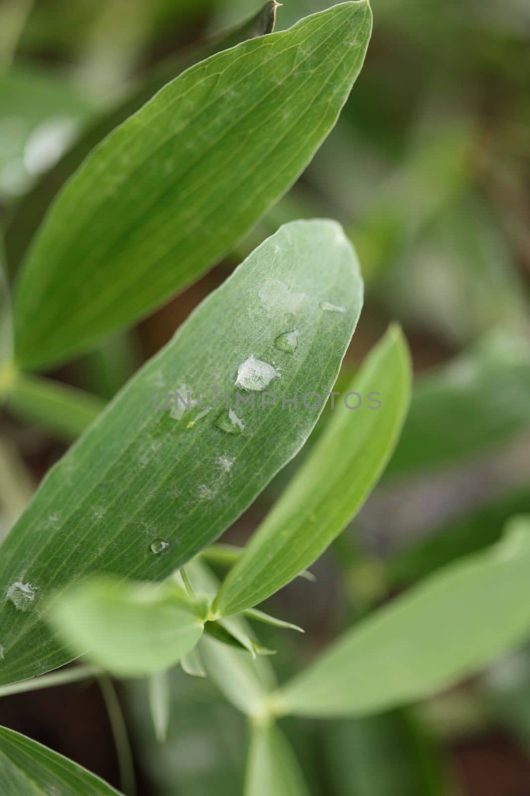 Winter rain droplets in grass leaves background close up nature exploration big size high quality prints