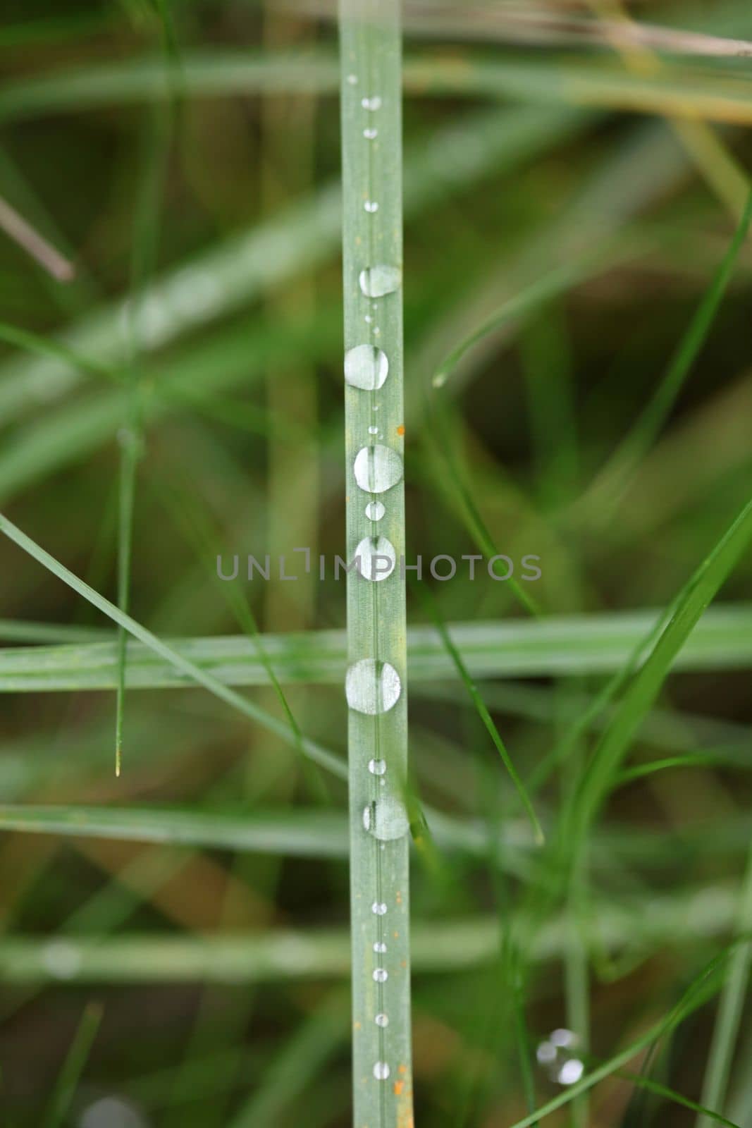 Winter rain droplets in grass leaves background close up nature exploration big size high quality prints