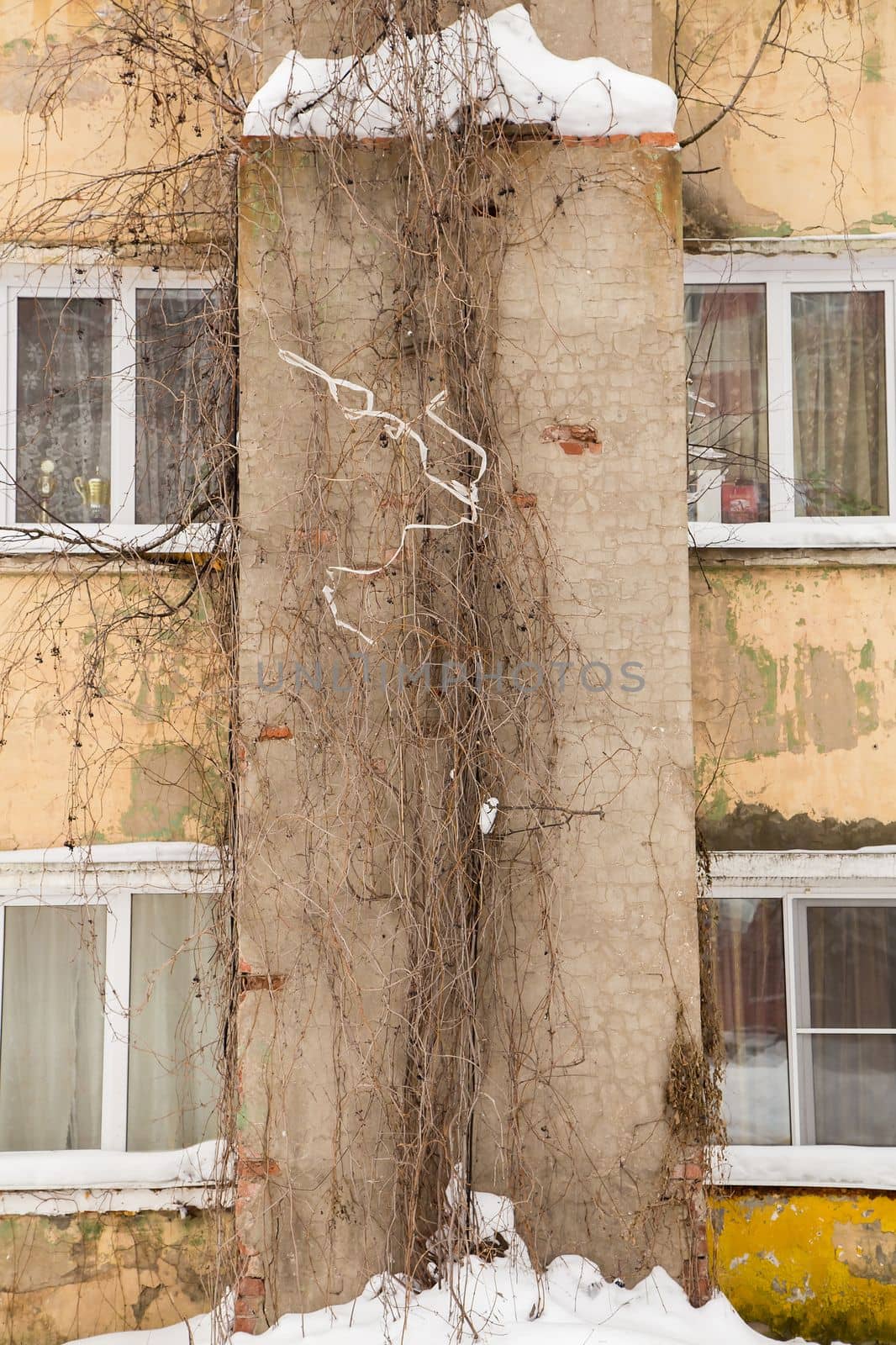 Dried long ivy on the wall of an old shabby house. Plastic windows in the wall of a dilapidated house. Winter cloudy day, soft light.