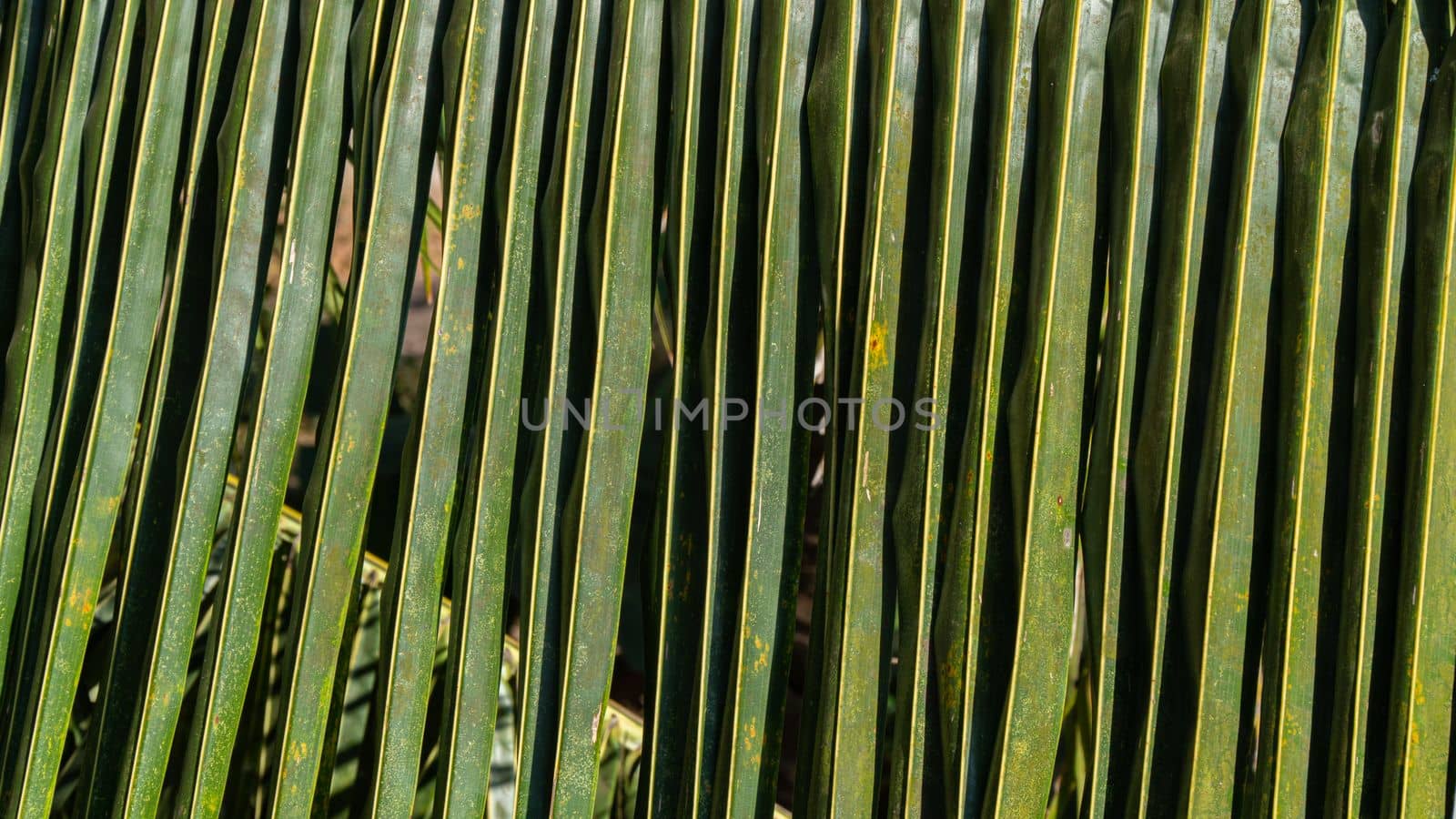 Palm branch leaf close-up, background and texture of the plant. High quality photo