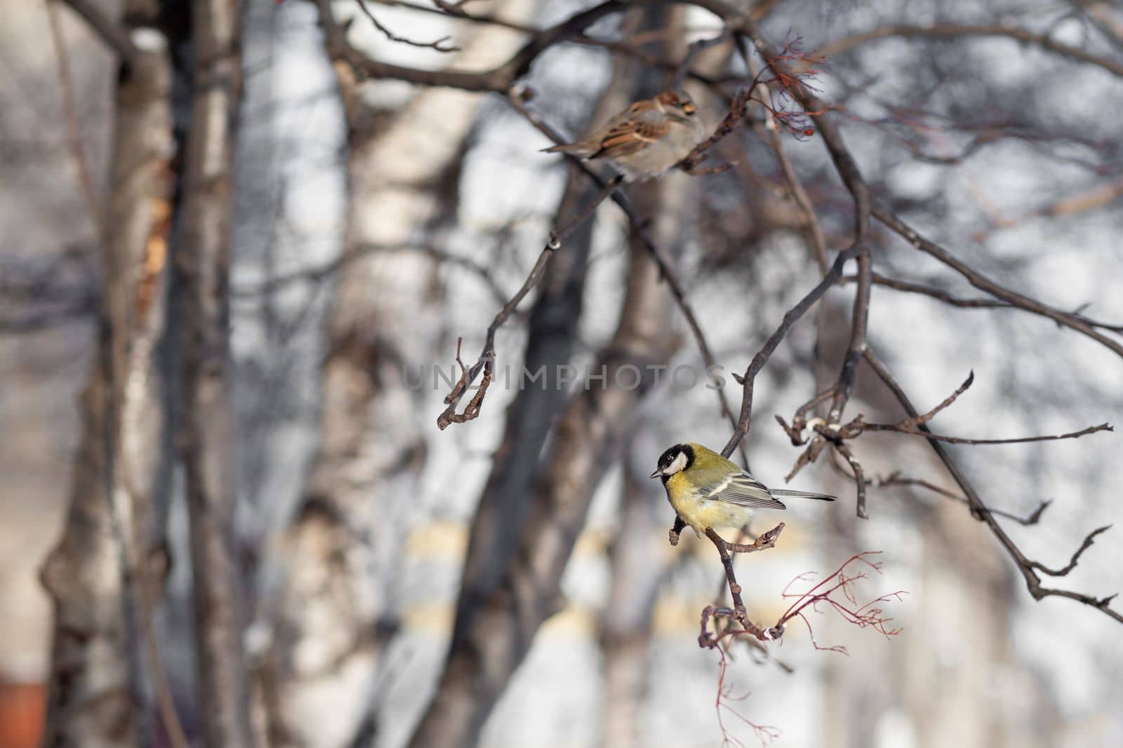 A beautiful little blue bird sits on a branch in winter and flies for food. Other birds are also sitting on the branches.