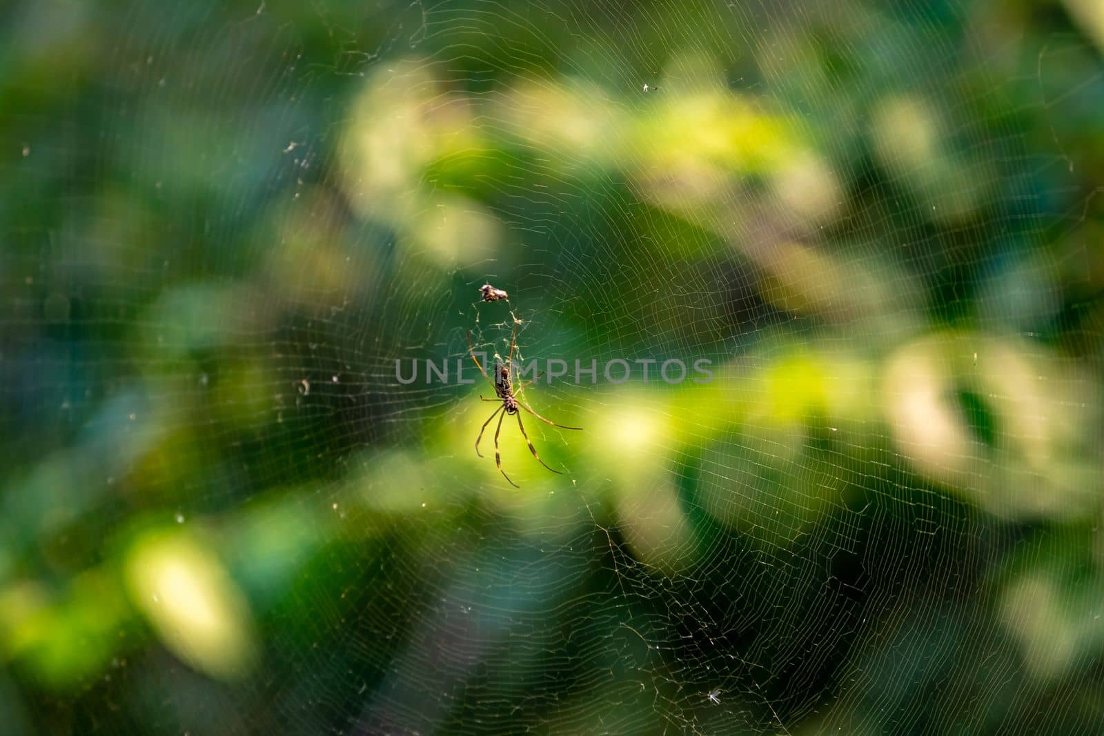 spiders in a web on a tree in nature by Edophoto