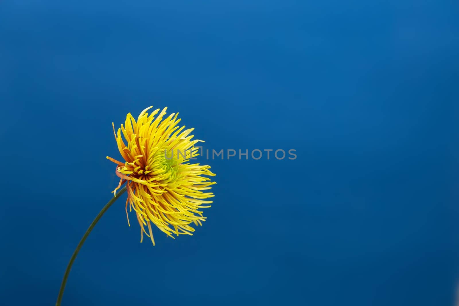 Yellow aster flower against deep blue background. . Minimal spring concept.Aesthetic blooming.
