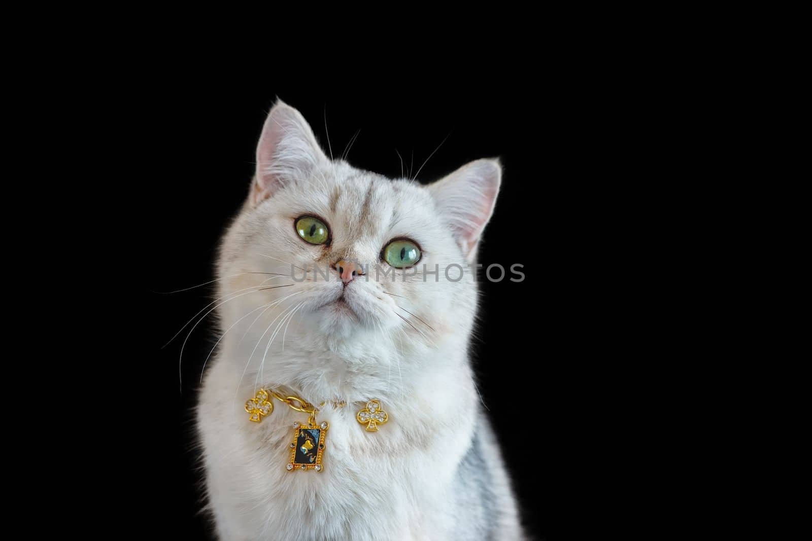 A cool white British cat wears a collar on a gold chain with figures of card suits, sits against the black background. Close up. Copy space