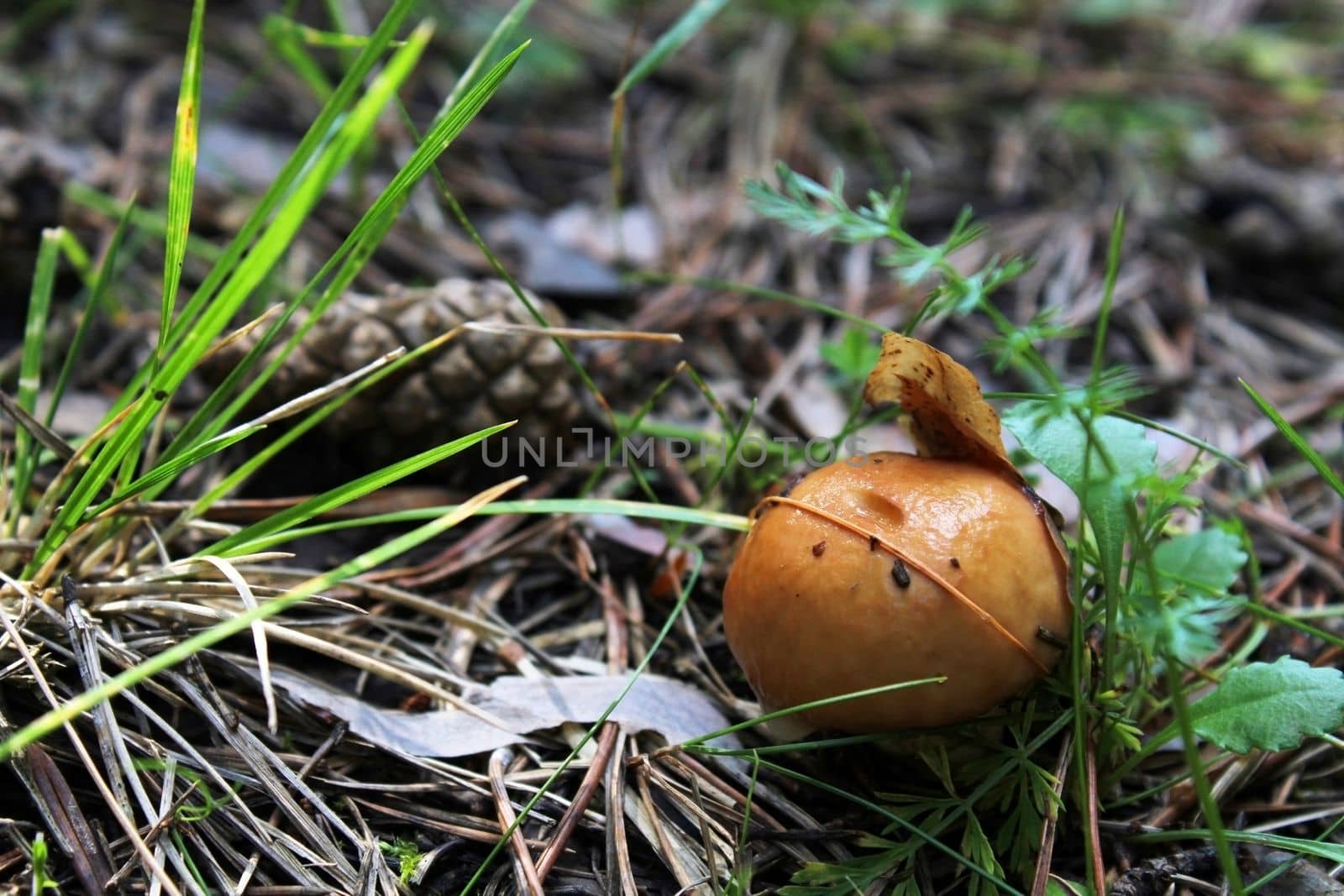Small mushroom covered with a leaf, close-up in the forest. Natural landscape.