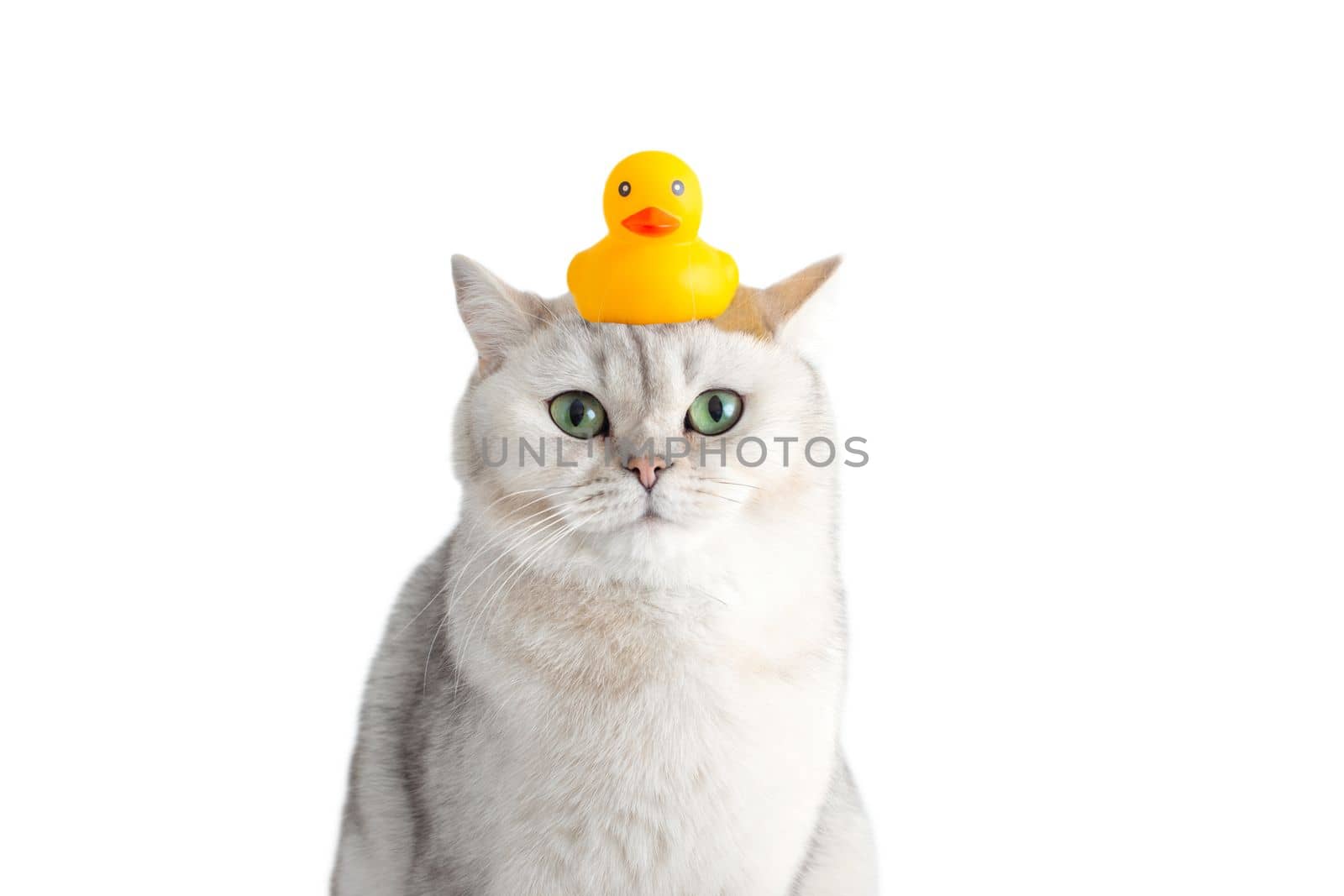 Cute white cat sits with a yellow rubber duck on his head, isolated on a white background. Close-up. Copy space