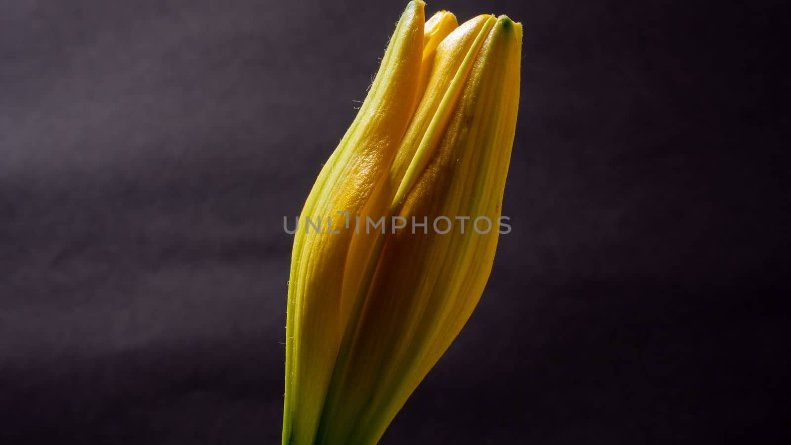 Lilies flower blooming on black background close up by senkaya