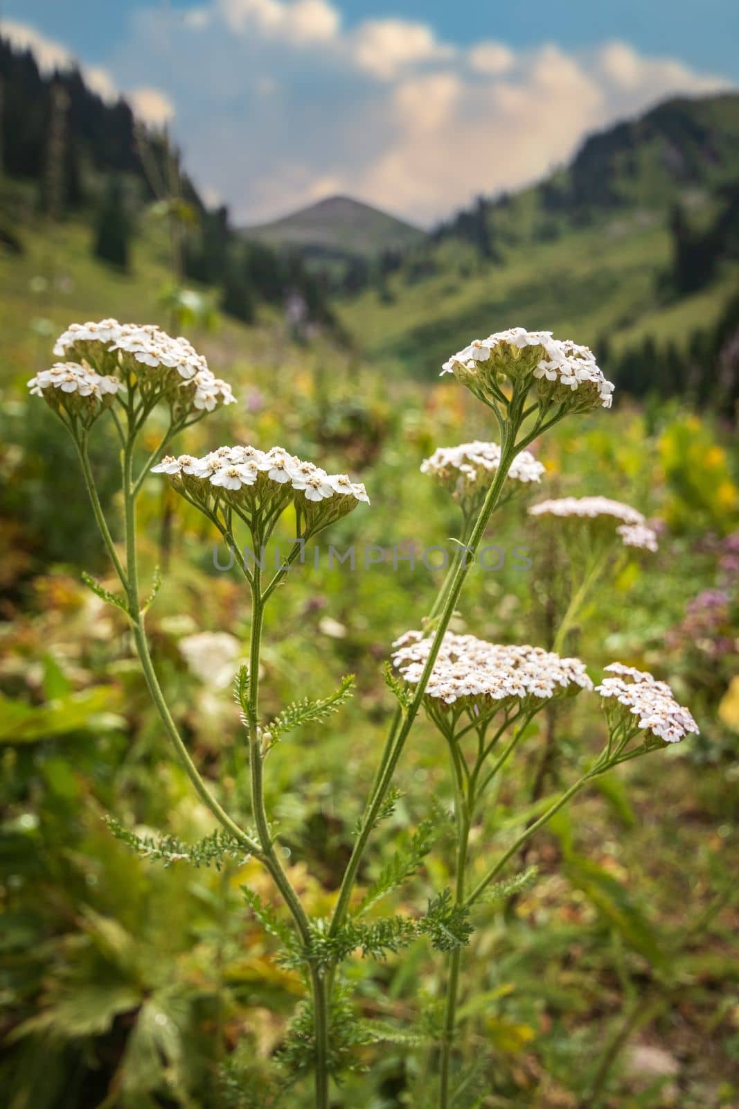 Yarrow or Achillea millefolium - medicinal wild herb. Plant during flowering in mountain meadow.
