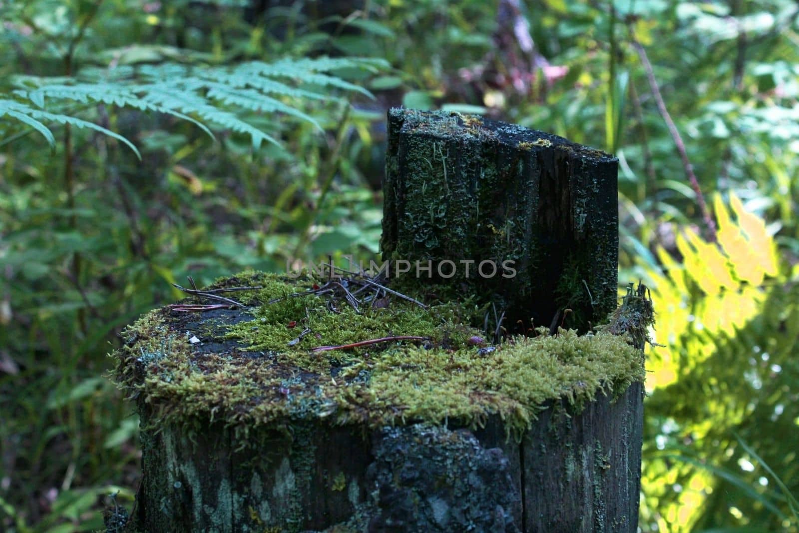Old stump covered with moss, close-up in the thicket of the forest.