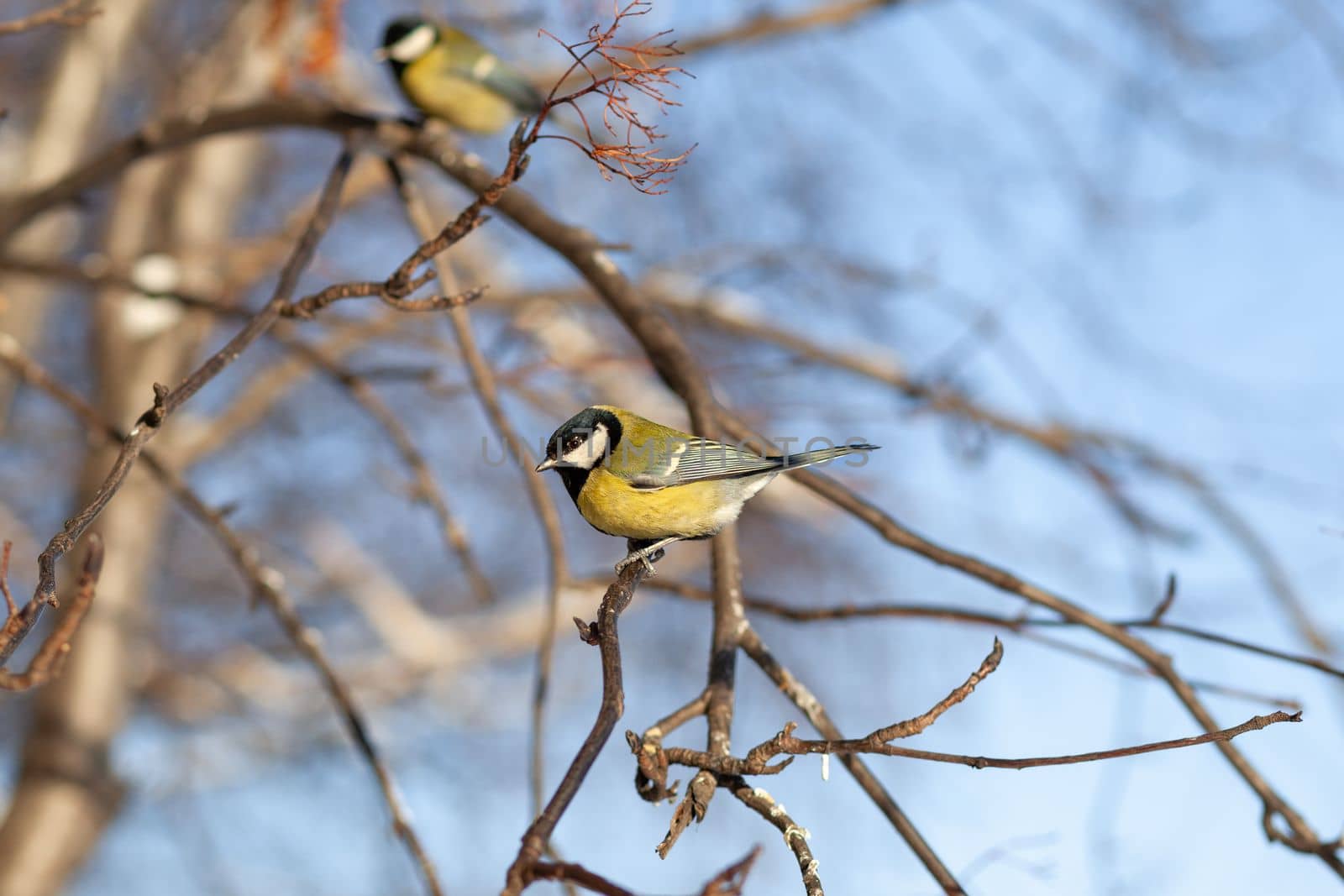 A beautiful little titmouse sits on a branch in winter and flies for food. Other birds are also sitting on the branches. Sparrows and titmice on a branch near the feeder