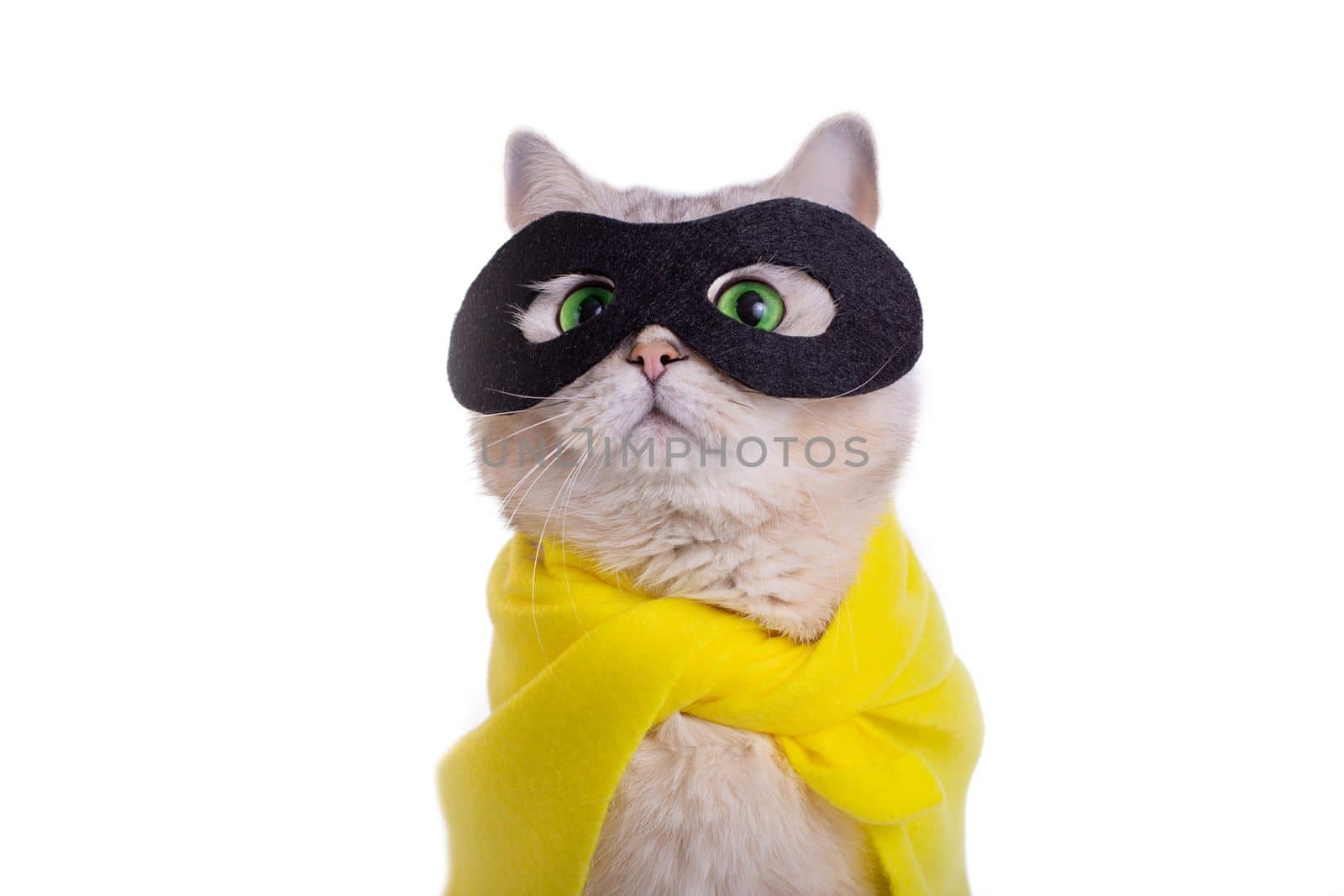 Cute white cat in a black mask and yellow cape look up , on white background. Close up