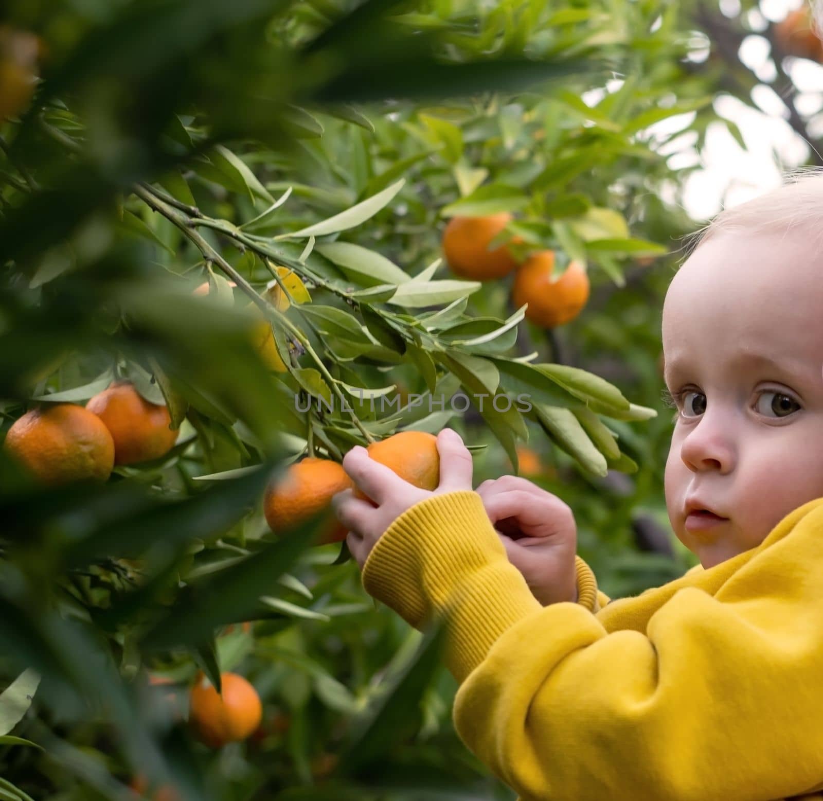Baby girl holding tengerine fruit on tree at the garden