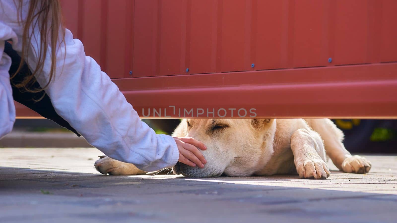 watch over in order to protect or control. A big sad guard dog allows himself to be stroked by a small child from behind the fence.