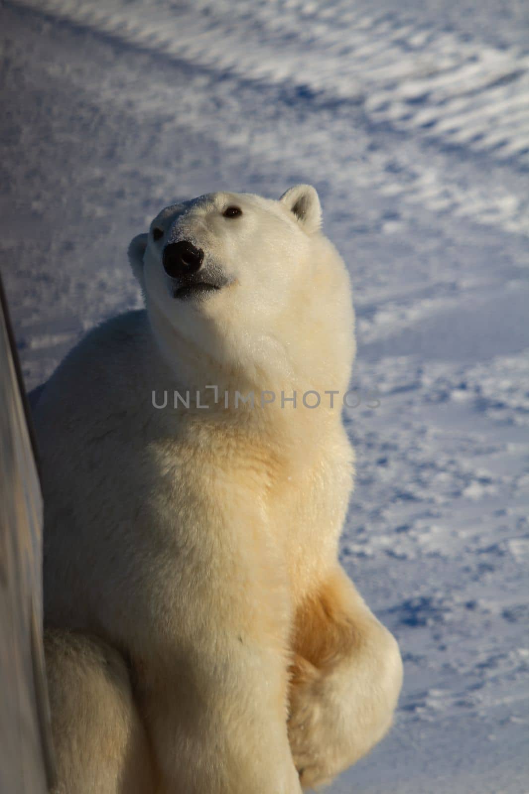 Closeup of a polar bear or ursus maritumus looking up, near Churchill, Manitoba Canada by Granchinho