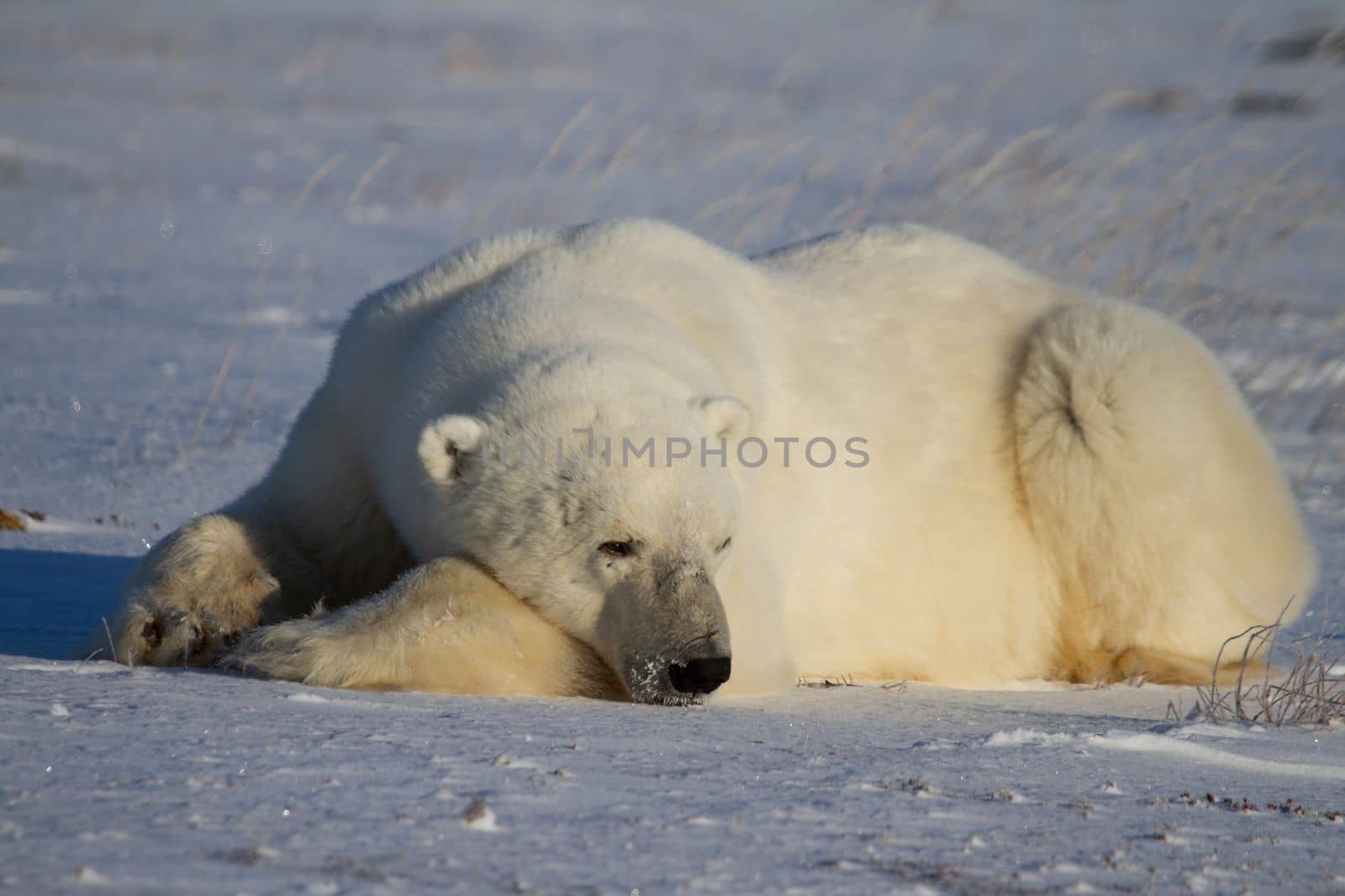 A polar bear lying down with paws stretched and taking a nap by Granchinho