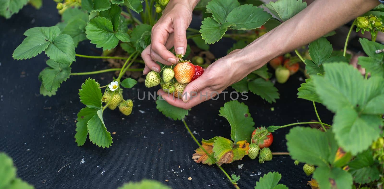 Female hands hold a handful of juicy strawberries, the girl harvests berries in her garden.