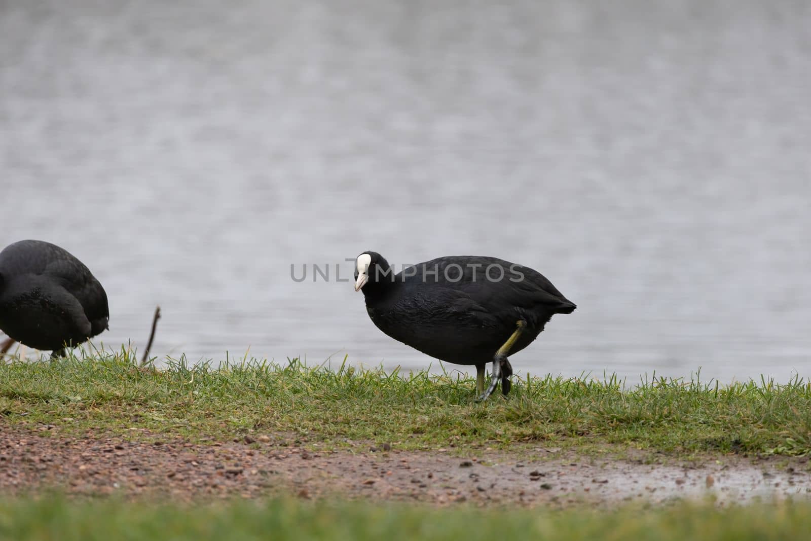 Coot bird walking on a ground near the lake in the park. Small water bird walking in the park