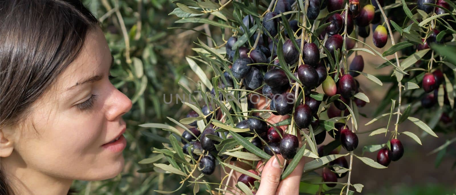 Young girl holds in her hands a branch with juicy ripe black olives at sunset, a woman is engaged in farming and gardening, develops a plantation of olive trees during the harvest, close up view.