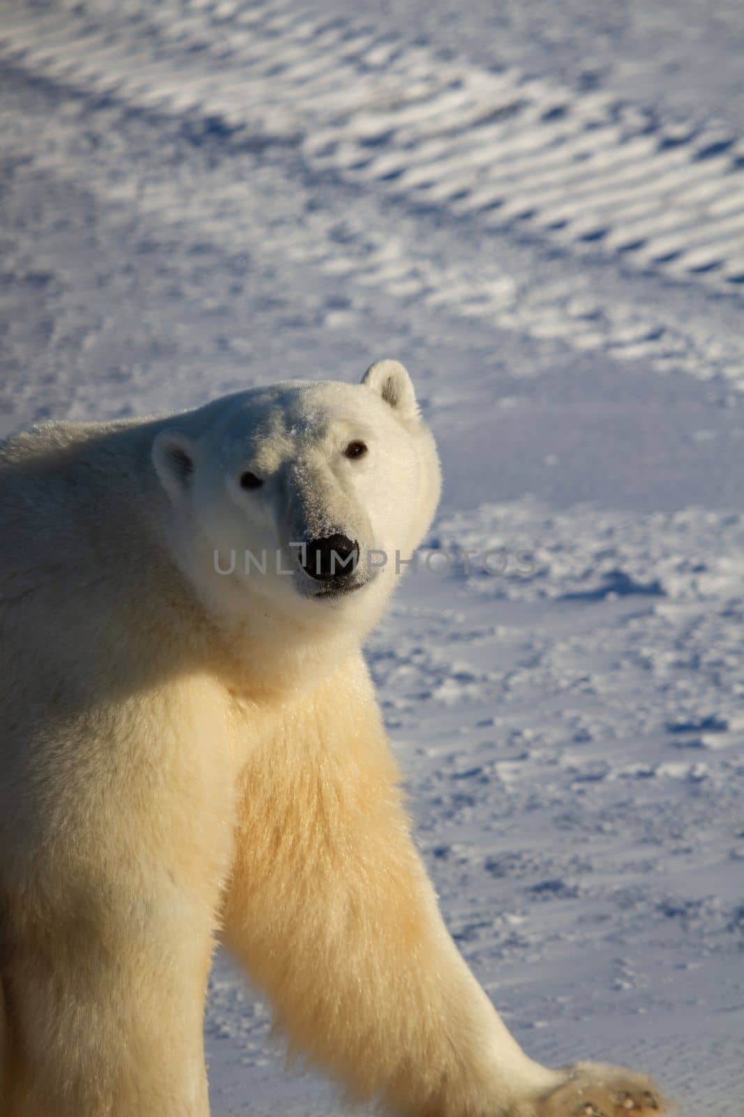 Closeup of a polar bear or ursus maritumus on a sunny day with snow in the background, near Churchill, Manitoba Canada