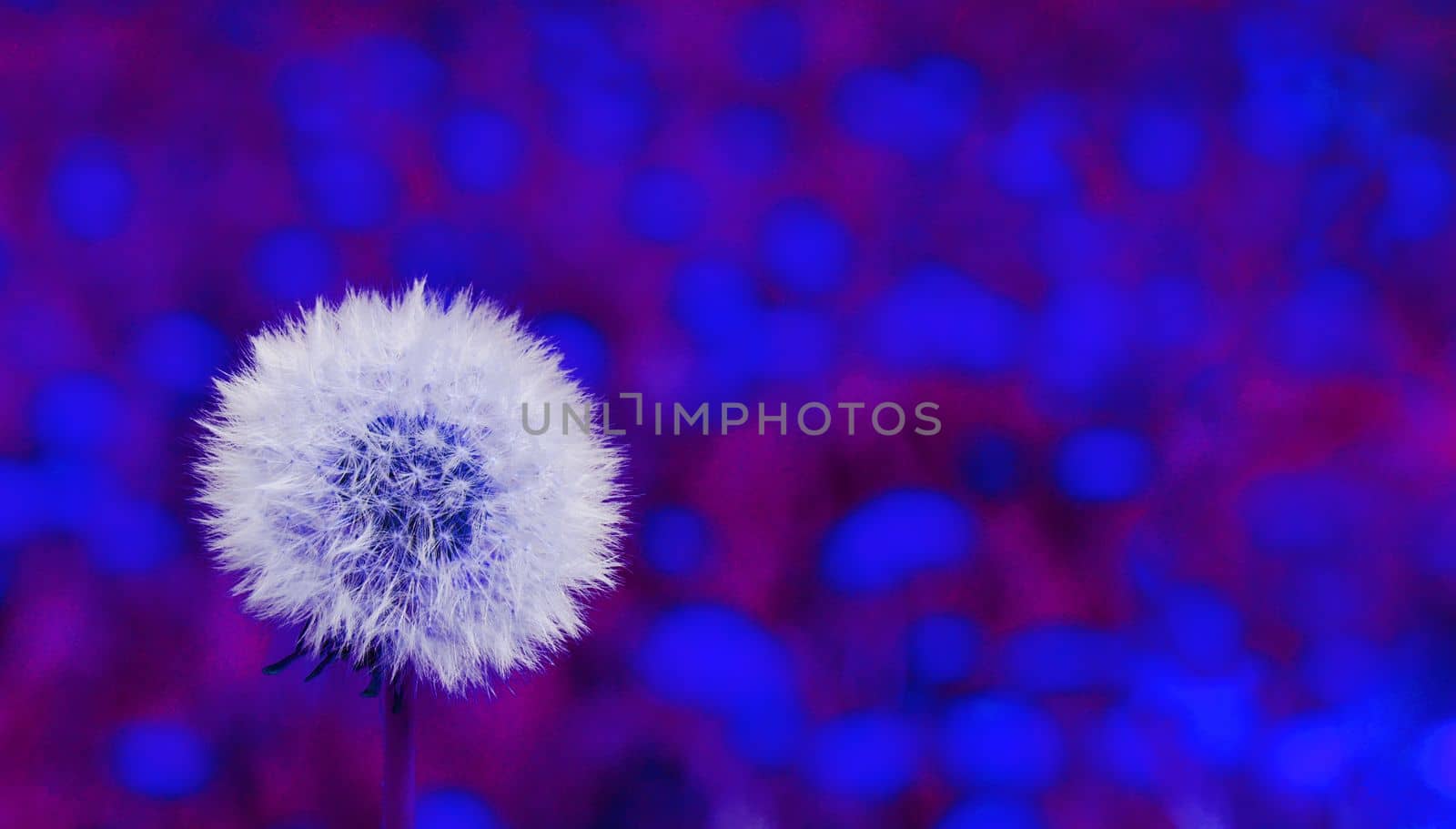 Abstract image of a white dandelion on a blue mottled background. by gelog67