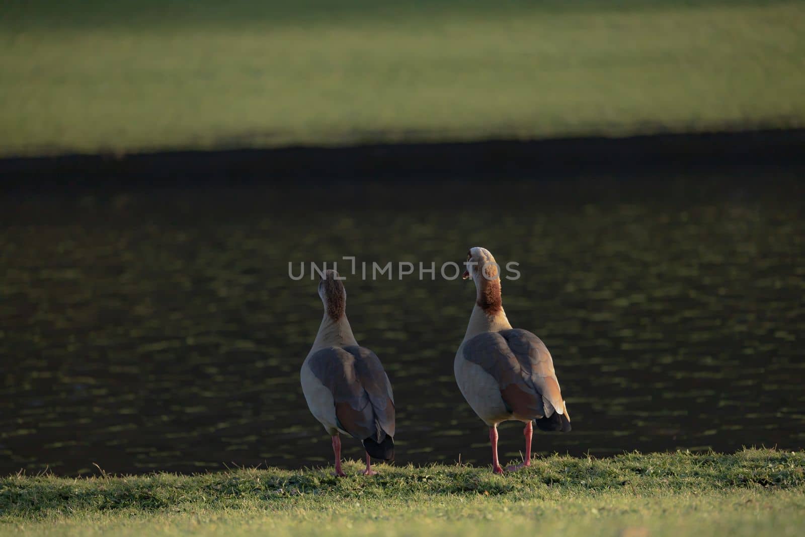 Couple of geese standing near the lake in the park. Family of Egyptian geese