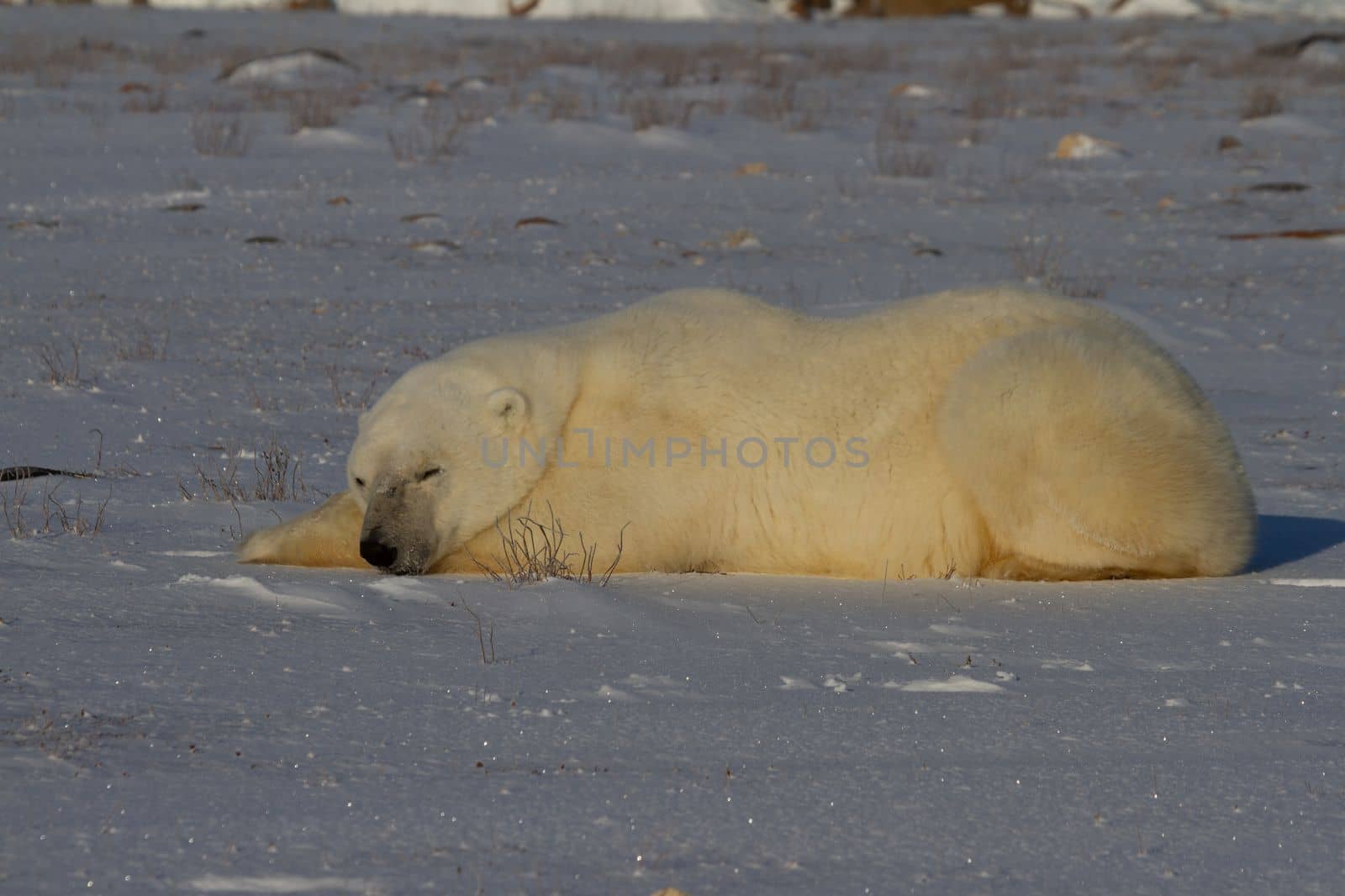 A polar bear lying down with paws stretched and taking a nap by Granchinho