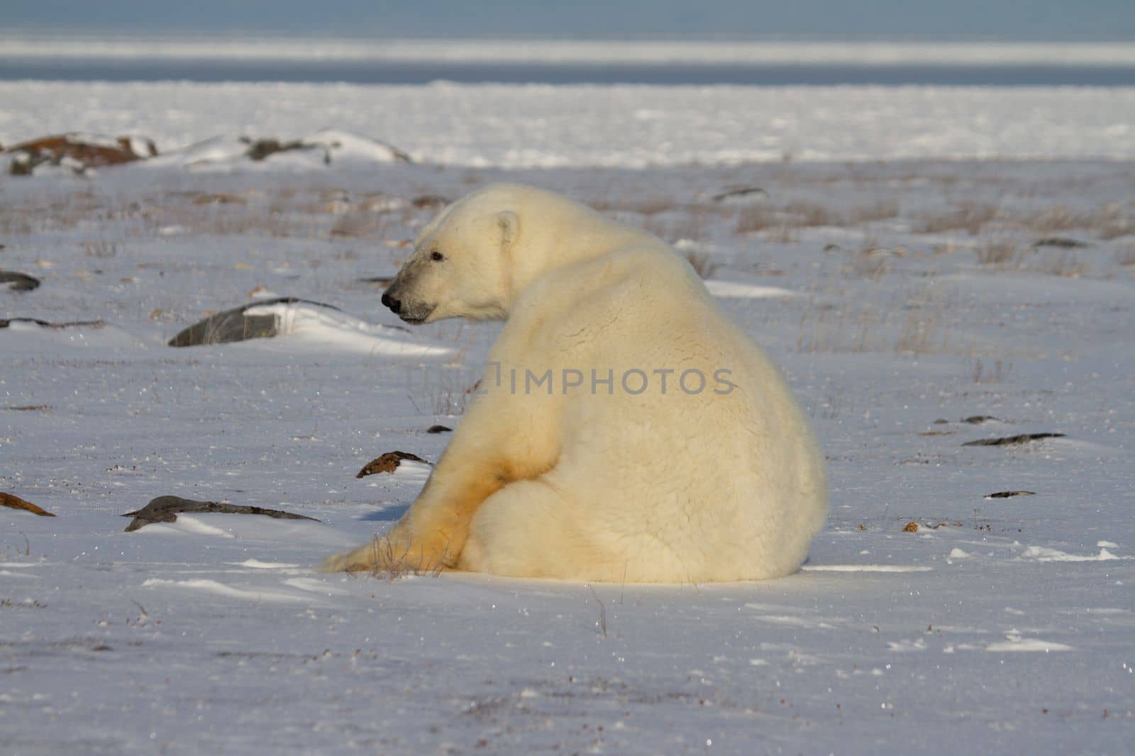 A polar bear, Ursus maritumus, sitting on snow among rocks and staring ahead, near Churchill, Manitoba by Granchinho