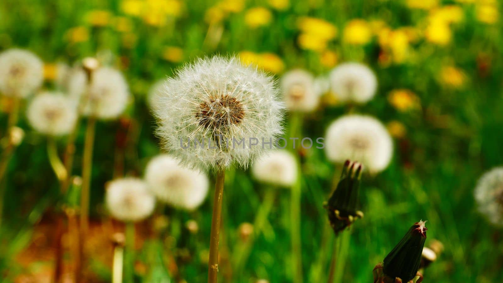 Yellow and white dandelions on the green field. White dandelion among yellow dandelions. White dandelion on a background of green grass and yellow dandelions.