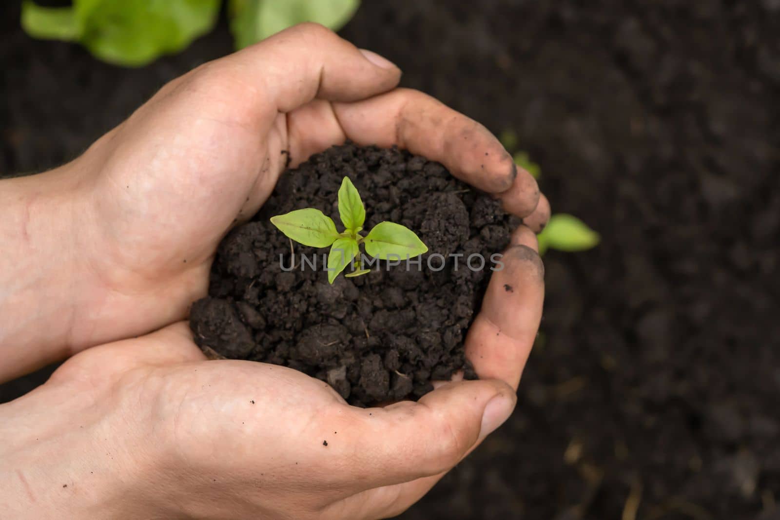 New life and growth concept. Seed and planting concept. Close up of gardener hands holding seedling. Hands are holding sapling with soil in cupped hands.