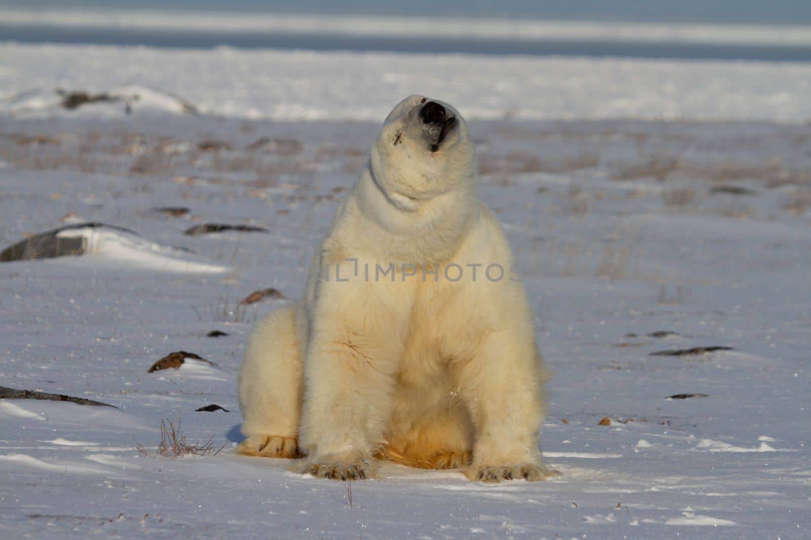 A polar bear, Ursus maritumus, sitting on snow among rocks and staring ahead, near Churchill, Manitoba by Granchinho