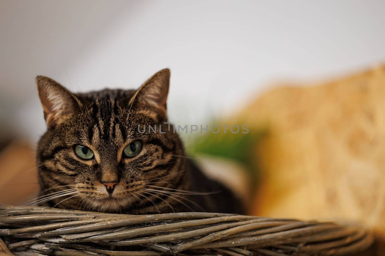 Adorable Domestic Tabby Cat looking in the distance