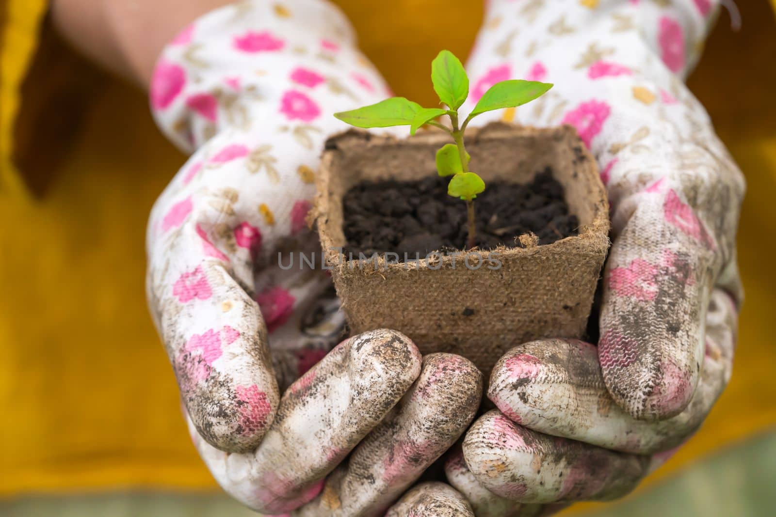 New life and growth concept. Seed and planting concept. Close up of gardener hands holding seedling. Hands in gloves are holding sapling with soil in cupped hands.