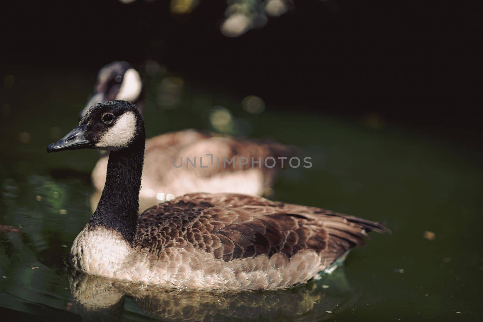 Close-up shot of two Canada geese swimming in a tranquil pond. The birds are captured in mid-swim, their feathers glistening in the sunlight.