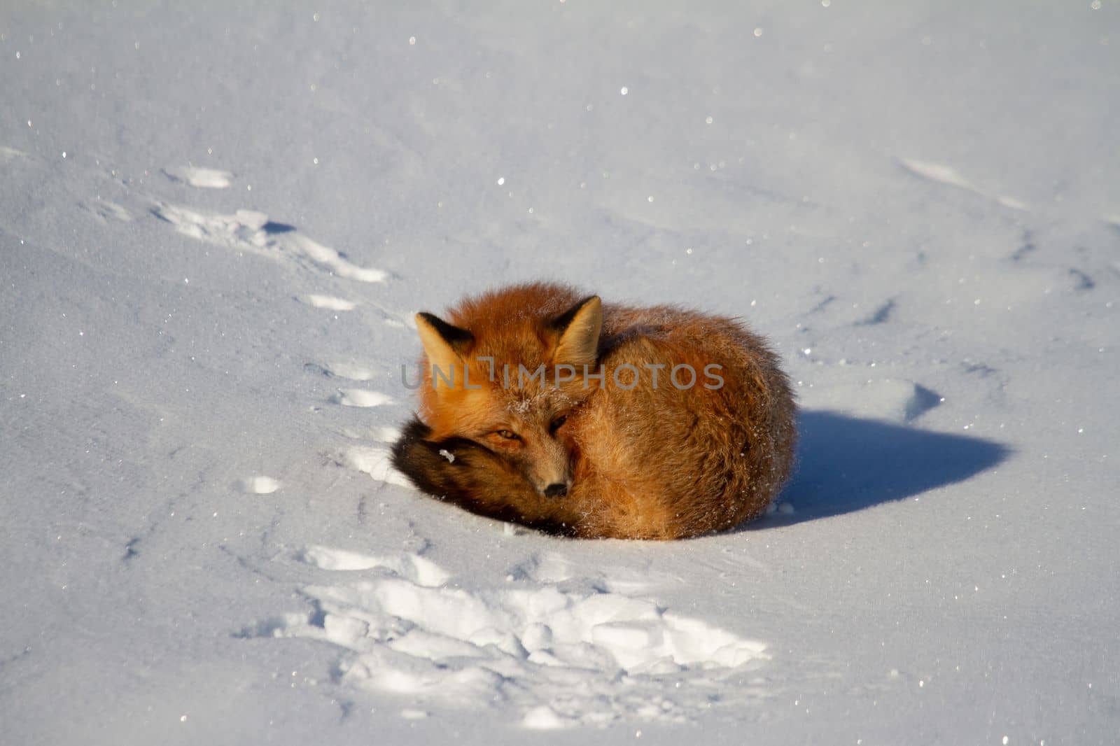 A red fox curled up in a snowbank near Churchill, Manitoba Canada