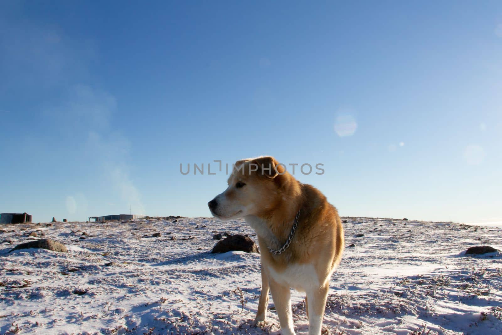 A yellow Labrador dog standing on snow in a cold arctic landscape, near Arviat, Nunavut Canada
