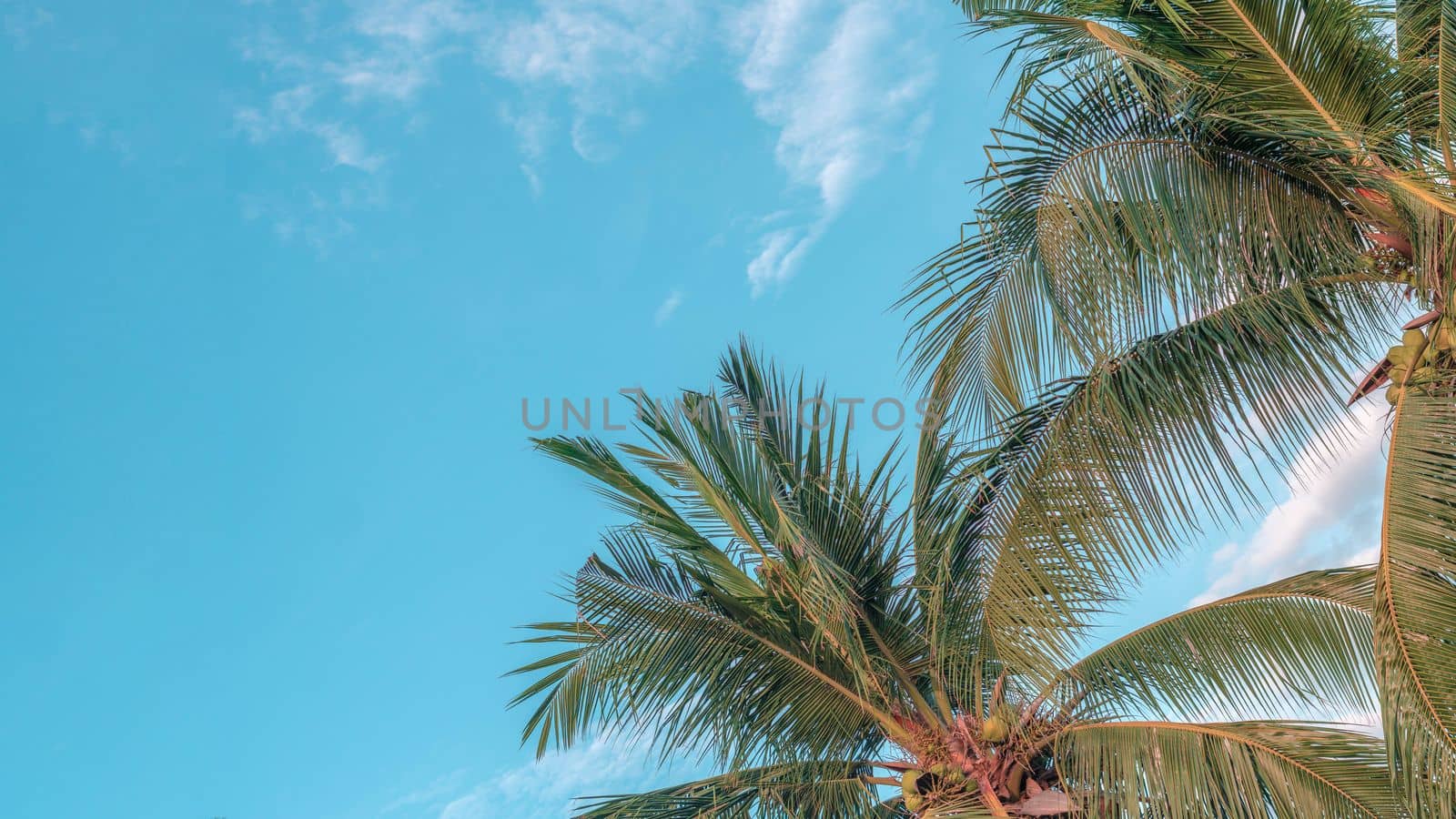 BANNER Atmosphere panorama white cloud sky alone tropical palm background summer tenderness freedom.