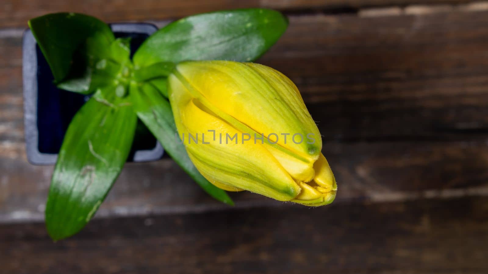 Lilies flower blooming on black background close up by senkaya