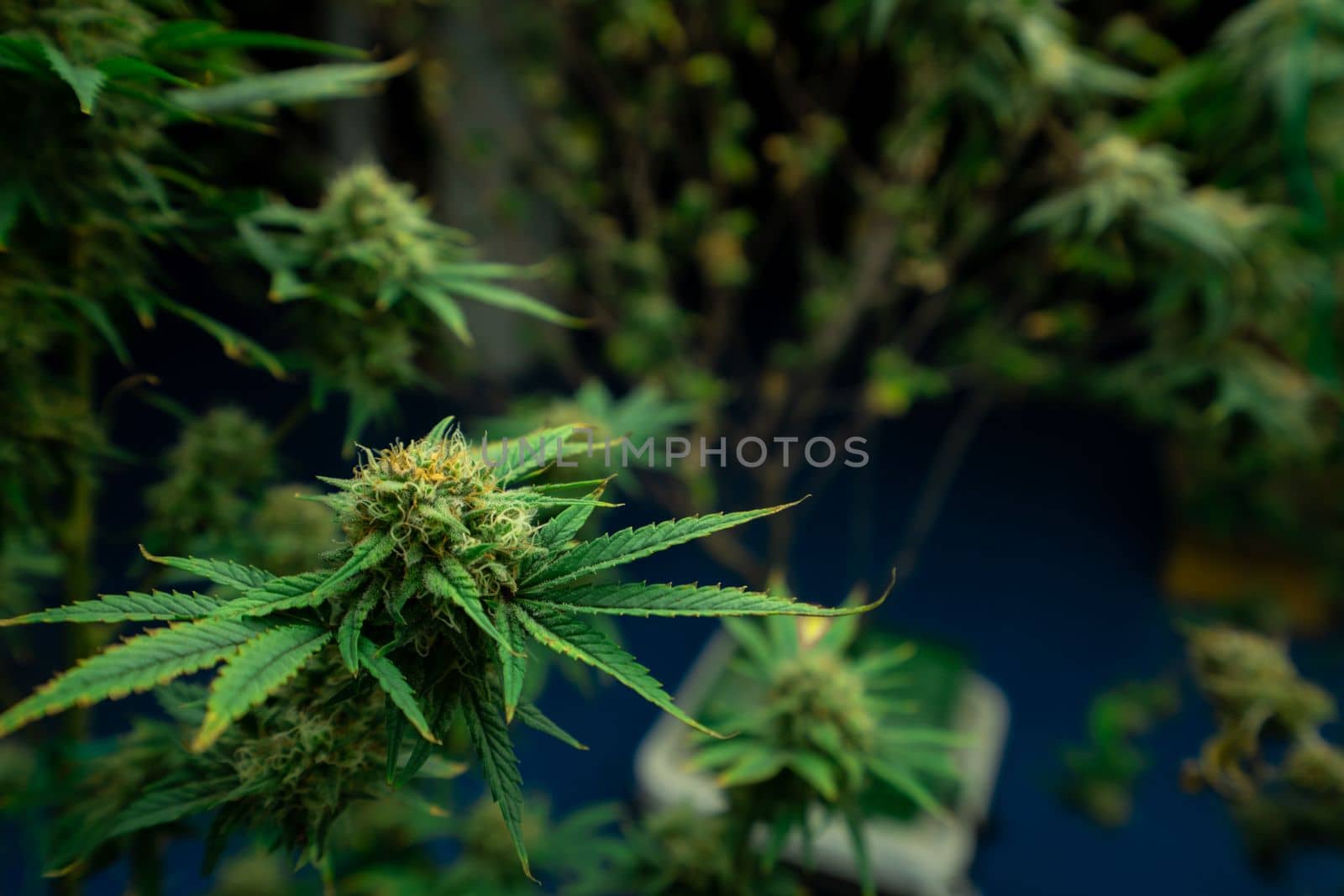 Closeup gratifying cannabis hemp with bud in grow facility, indoor farm. by biancoblue